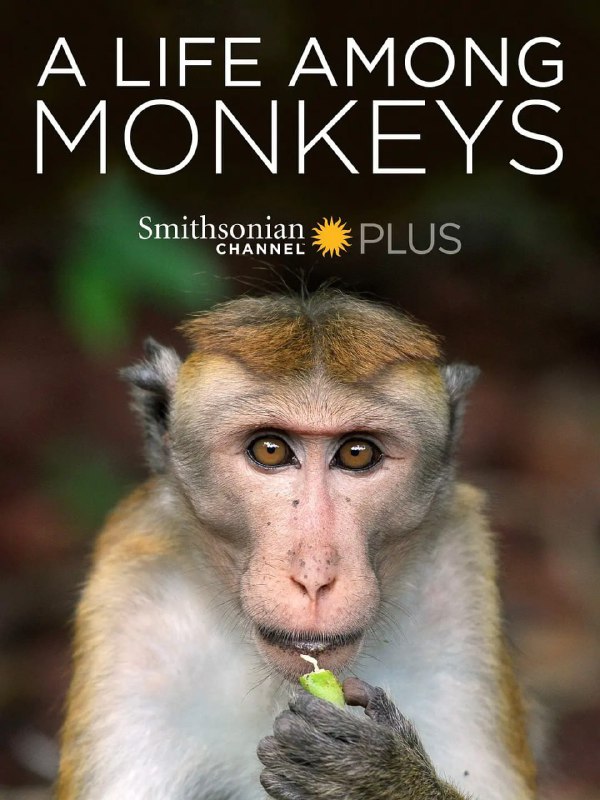 猴群中的生活ALifeAmongMonkeys
