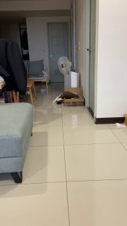 #猫猫