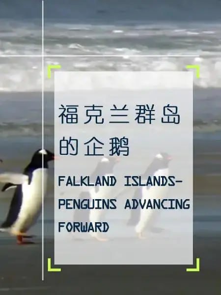 企鹅之岛：福克兰 纪录片