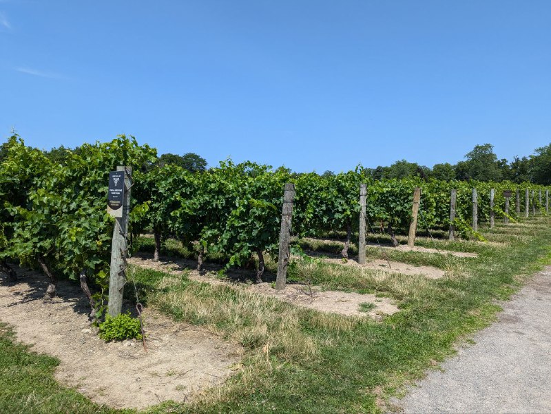 鑒於 LCBO 實在罷工太久了，我直接來雲嶺酒莊買廠家直銷吧🍷鑒於 LCBO 實在罷工太久了，我直接來雲嶺酒莊買廠家直銷吧🍷