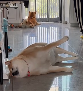 Q_Z: https://jandan.net/t/5925230OO: 163 XX: 5蛋友e620a64192aa8: 秋田猪OO: 14, XX: 0