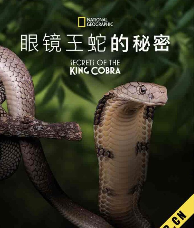 眼镜蛇的秘密 夸克网盘