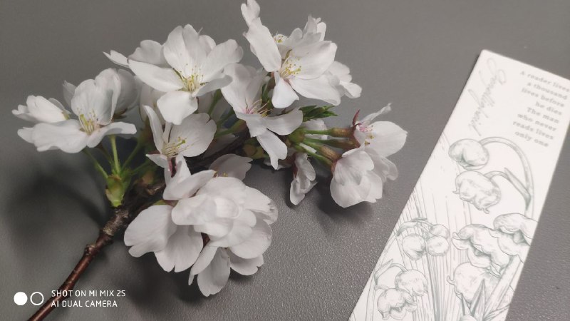 送你花花（我是采花大盗）
