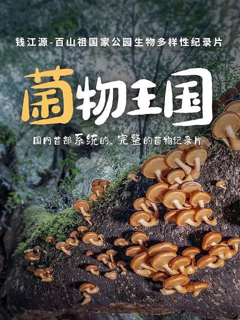 《菌物王国》高清资源下载:探索神秘菌物世界,阿里云盘在线观看
